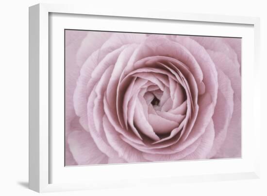 Persian Buttercup-Cora Niele-Framed Photographic Print