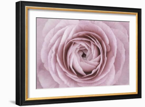 Persian Buttercup-Cora Niele-Framed Photographic Print