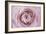 Persian Buttercup-Cora Niele-Framed Photographic Print