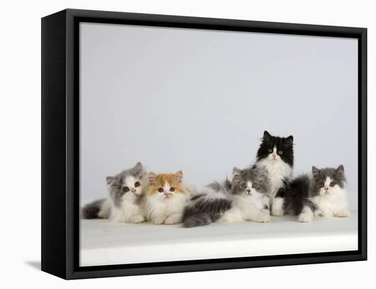 Persian Cat, Five Kittens, Silver-And-White, Black-And-White and Ginger-And-White Sitting in Line-Petra Wegner-Framed Premier Image Canvas