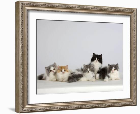 Persian Cat, Five Kittens, Silver-And-White, Black-And-White and Ginger-And-White Sitting in Line-Petra Wegner-Framed Photographic Print