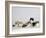 Persian Cat, Five Kittens, Silver-And-White, Black-And-White and Ginger-And-White Sitting in Line-Petra Wegner-Framed Photographic Print