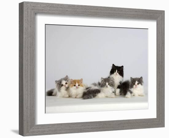 Persian Cat, Five Kittens, Silver-And-White, Black-And-White and Ginger-And-White Sitting in Line-Petra Wegner-Framed Photographic Print