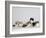 Persian Cat, Five Kittens, Silver-And-White, Black-And-White and Ginger-And-White Sitting in Line-Petra Wegner-Framed Photographic Print