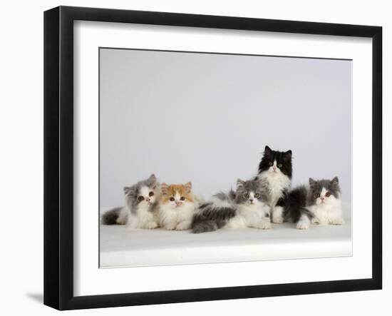 Persian Cat, Five Kittens, Silver-And-White, Black-And-White and Ginger-And-White Sitting in Line-Petra Wegner-Framed Photographic Print