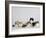 Persian Cat, Five Kittens, Silver-And-White, Black-And-White and Ginger-And-White Sitting in Line-Petra Wegner-Framed Photographic Print