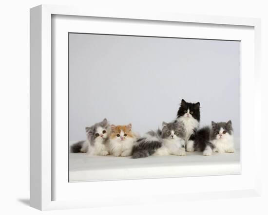 Persian Cat, Five Kittens, Silver-And-White, Black-And-White and Ginger-And-White Sitting in Line-Petra Wegner-Framed Photographic Print