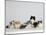 Persian Cat, Five Kittens, Silver-And-White, Black-And-White and Ginger-And-White Sitting in Line-Petra Wegner-Mounted Photographic Print