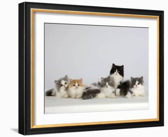 Persian Cat, Five Kittens, Silver-And-White, Black-And-White and Ginger-And-White Sitting in Line-Petra Wegner-Framed Photographic Print