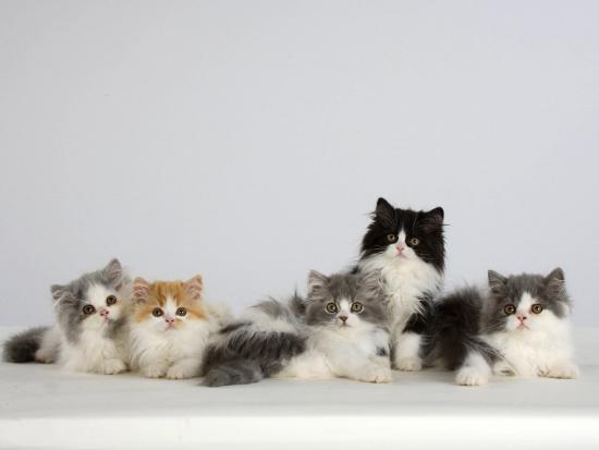 Persian Cat Five Kittens Silver And White Black And White And