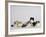 Persian Cat, Five Kittens, Silver-And-White, Black-And-White and Ginger-And-White Sitting in Line-Petra Wegner-Framed Photographic Print