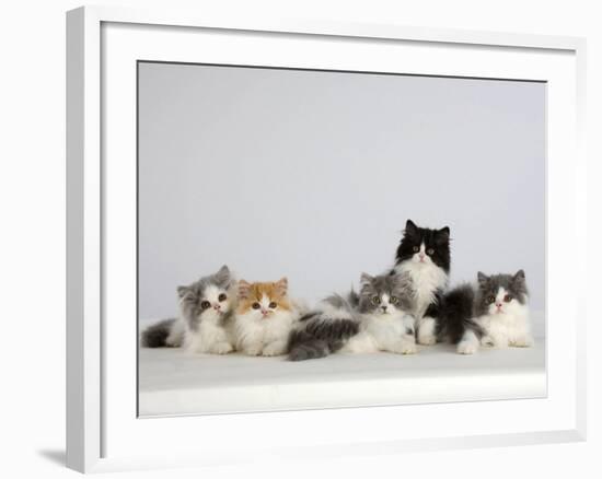 Persian Cat, Five Kittens, Silver-And-White, Black-And-White and Ginger-And-White Sitting in Line-Petra Wegner-Framed Photographic Print