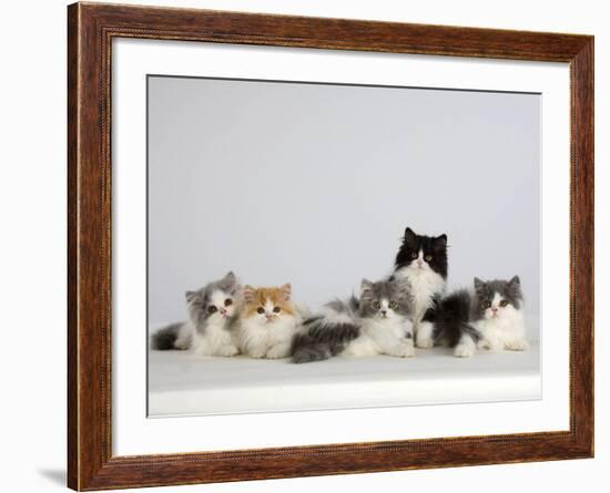 Persian Cat, Five Kittens, Silver-And-White, Black-And-White and Ginger-And-White Sitting in Line-Petra Wegner-Framed Photographic Print