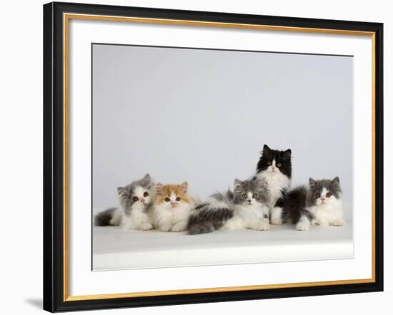 Persian Cat, Five Kittens, Silver-And-White, Black-And-White and Ginger-And-White Sitting in Line-Petra Wegner-Framed Photographic Print