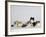 Persian Cat, Five Kittens, Silver-And-White, Black-And-White and Ginger-And-White Sitting in Line-Petra Wegner-Framed Photographic Print