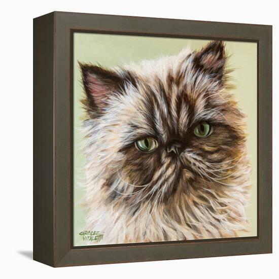 Persian Cat II-Carolee Vitaletti-Framed Stretched Canvas