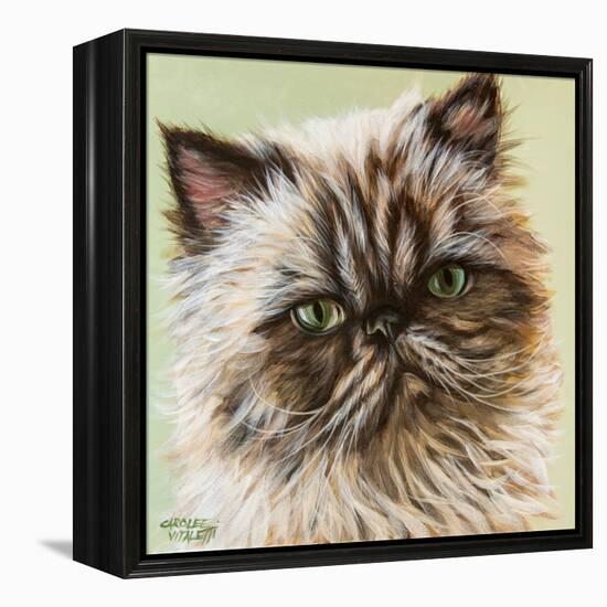 Persian Cat II-Carolee Vitaletti-Framed Stretched Canvas