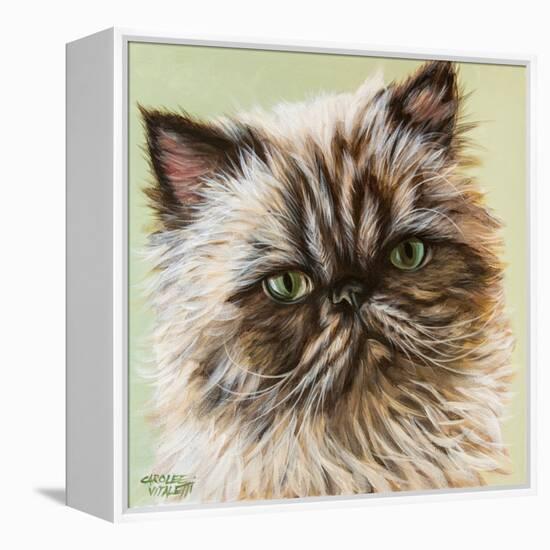 Persian Cat II-Carolee Vitaletti-Framed Stretched Canvas