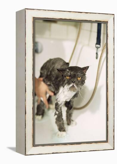 Persian Cat Standing in Bath, Being Washed-null-Framed Premier Image Canvas