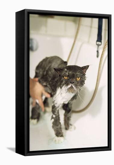 Persian Cat Standing in Bath, Being Washed-null-Framed Premier Image Canvas