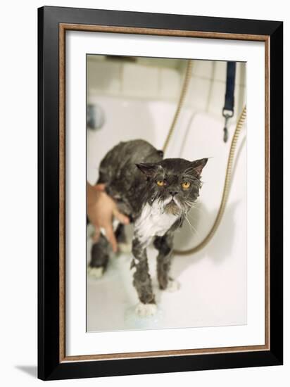 Persian Cat Standing in Bath, Being Washed-null-Framed Photographic Print