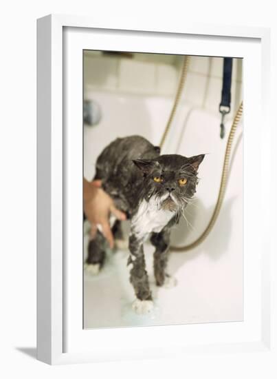 Persian Cat Standing in Bath, Being Washed-null-Framed Photographic Print