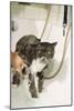 Persian Cat Standing in Bath, Being Washed-null-Mounted Photographic Print