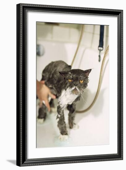 Persian Cat Standing in Bath, Being Washed-null-Framed Photographic Print