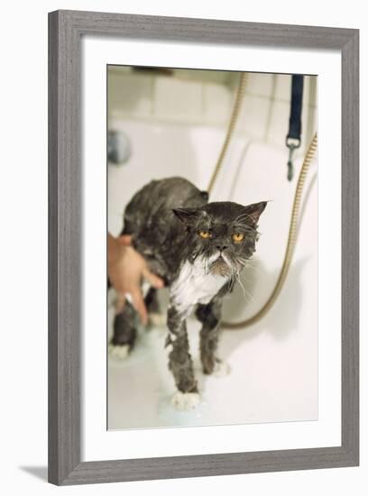 Persian Cat Standing in Bath, Being Washed-null-Framed Photographic Print