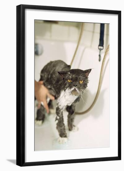 Persian Cat Standing in Bath, Being Washed-null-Framed Photographic Print