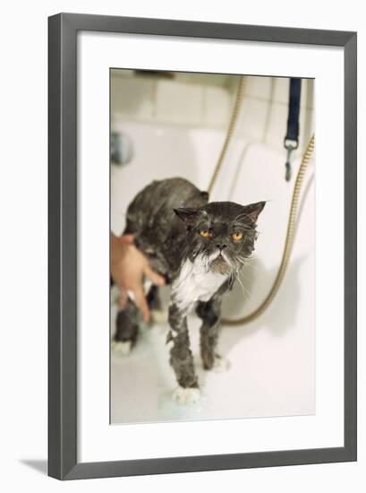 Persian Cat Standing in Bath, Being Washed-null-Framed Photographic Print