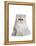 Persian Cat-Fabio Petroni-Framed Premier Image Canvas