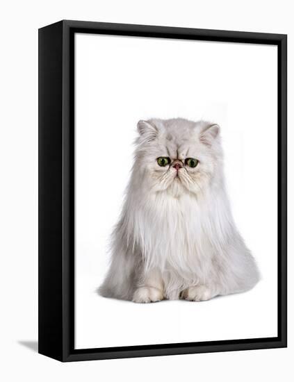 Persian Cat-Fabio Petroni-Framed Premier Image Canvas