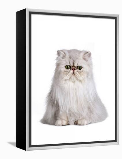 Persian Cat-Fabio Petroni-Framed Premier Image Canvas