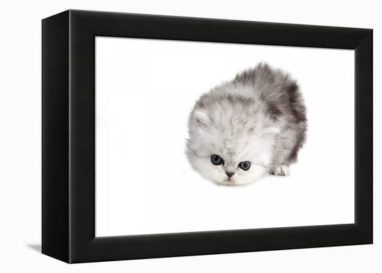 Persian Cat-Fabio Petroni-Framed Premier Image Canvas