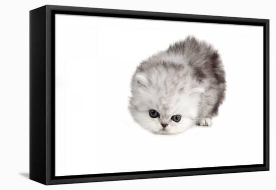 Persian Cat-Fabio Petroni-Framed Premier Image Canvas