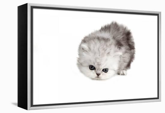 Persian Cat-Fabio Petroni-Framed Premier Image Canvas