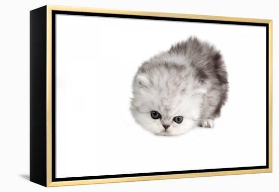 Persian Cat-Fabio Petroni-Framed Premier Image Canvas