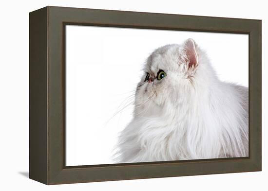 Persian Cat-Fabio Petroni-Framed Premier Image Canvas