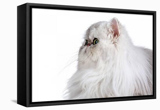 Persian Cat-Fabio Petroni-Framed Premier Image Canvas