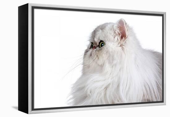 Persian Cat-Fabio Petroni-Framed Premier Image Canvas