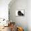 Persian Cat-Fabio Petroni-Framed Premier Image Canvas displayed on a wall