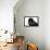 Persian Cat-Fabio Petroni-Framed Premier Image Canvas displayed on a wall