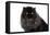 Persian Cat-Fabio Petroni-Framed Premier Image Canvas