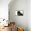 Persian Cat-Fabio Petroni-Framed Premier Image Canvas displayed on a wall