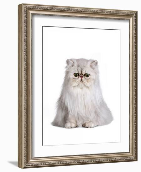 Persian Cat-Fabio Petroni-Framed Photographic Print