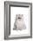 Persian Cat-Fabio Petroni-Framed Photographic Print