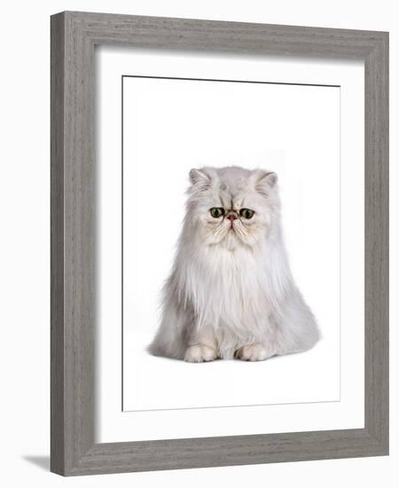 Persian Cat-Fabio Petroni-Framed Photographic Print