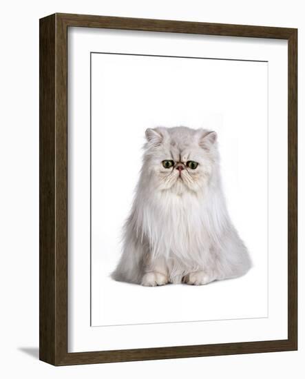 Persian Cat-Fabio Petroni-Framed Photographic Print