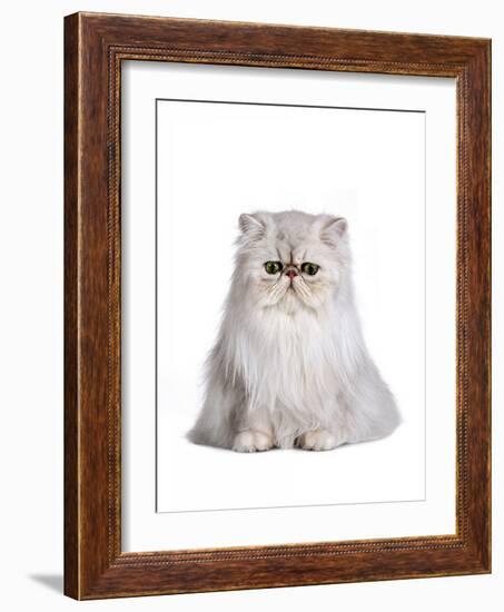 Persian Cat-Fabio Petroni-Framed Photographic Print